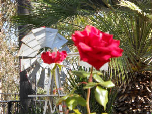 FLOWER1.jpg