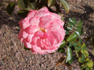 FLOWER2.jpg