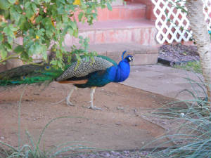 PEACOCK1.jpg